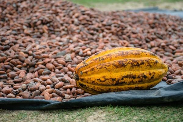 Granos de cacao agrupados, uno de los tipos de medicina alternativa en México